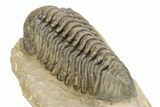 Bumpy Phacopid (Morocops) Trilobite - Beautiful Shell Color #273418-5